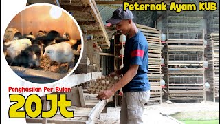 Sukses 🐓 Beternak Ayam KUB, Pakan Alternatif Untuk Keuntungan Maksimal!