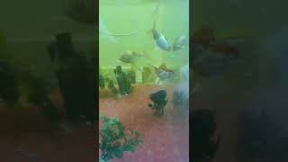 Aquário peixes carpas #top #tendencias #melhoresmomentos #onepiece #asmr #gold