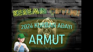 Keremin Çiftliği 2024 Kurbanlık Büyükbaş Armut - SATILDI