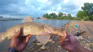 lil Flathead