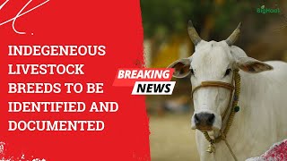 Indegeneous livestock breeds to be identified and documented