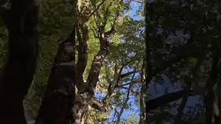 4 ChZSRA. "Región de La Araucanía, precordillera": Pájaro Carpintero en Bosque.