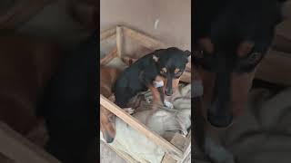 olha só a folga das cachorras  Suzi e pretinha