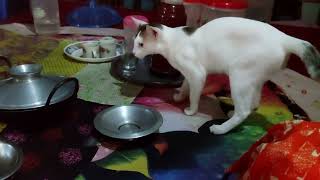 Cute cat videos