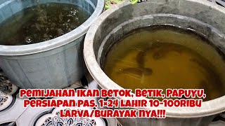 PEMIJAHAN PAS,TETAP,MATANG. CARANYA CUMA 1 HARI LAHIR DAN TERLAHIR 100RIBU LARVA/BURAYAK IKAN PAPUYU