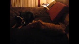 Boston Terrier Playfully Attacks Cat