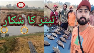 Hunting Pasion with Gun dogs [Video5] Teetar ka shikar shotgun k sath partridge Hunting pakistan