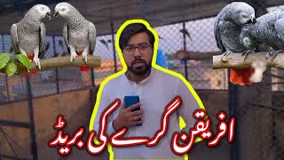 African Grey Parrot Ki Breed Ayi Ya Abhi Nahi | Ali Bhai Big Birds Setup