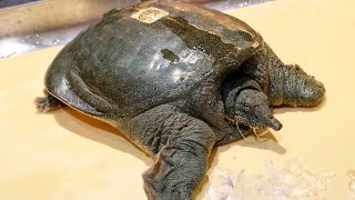 COMMENT PRÉPARER UNE TORTUE JAPONAISE 【LE TRIONYX】