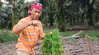 MENCARI SAYURAN DI DALAM HUTAN BERSAMA TEAM // PETIK SAHAJA APA SAYUR YANG BOLEH DIMAKAN //