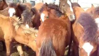 Garranos na Feira da Portela do Alvite em Sistelo