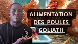 ALIMENT DES POULES GOLIATH POUR UNE BONNE CROISSANCE