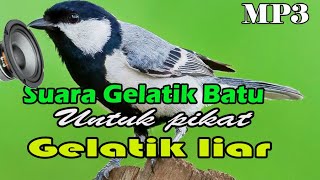 Suara Pikat gelatik batu terbaik durasi panjang,jernih dan ampuh.