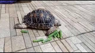 Indian star tortoise - Endangered Pet  - Funny Wonderful Animal