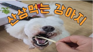 산삼먹는 강아지