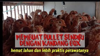 Cara membuat pullet sendiri dgn box lbh praktis dan hemat lahan