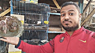 كنت فاكرهم نتايتين🤦🏽🤷🏽 وفجأة 😱 حصل حاجه غريبه🐓🦜🕊️🦅#pigeonlover