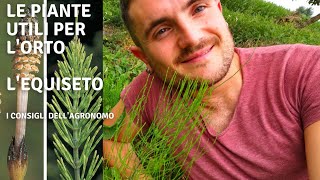 PIANTE UTILI PER L'ORTO/GIARDINO - EQUISETO