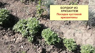 Бордюр из хризантем. Посадка хризантемы. Кустовая хризантемы.