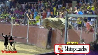 El TORO VOLADOR!!!!! que queria escaparse SALTANDO!!  el vallado en Matapozuelos. Yo Taurino