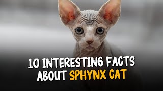 10 Jaw-dropping Sphynx Cat Secrets You Need to Know