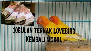 ternak burung lovebird 10bulan kembali modal part.1