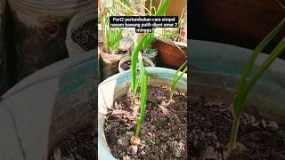 part2 pertumbuhan umur 2 minggu#berkebun #berkebundirumah #pertanian #petualangan