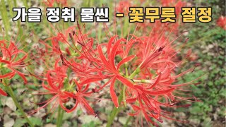 가을 정취 물씬 - 꽃무릇 절정