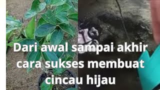 par2 dai awal sampai akhir cara membuat cincau hijau