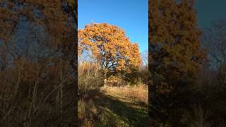 An oak tree shedding leaves on a sunny day in November