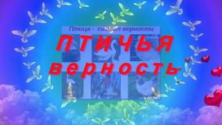 Птичья верность. Самые преданные влюбленные пары.