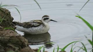 Red-necked Phalarope