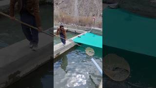 Catching Trout Fishes #nature #travel #gilgitbaltistan #pakistan #astor #beautiful #village