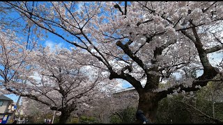 Kyoto Sakura 2022 Philsophers Path