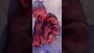 Adorable Newborn Animals (and Baby Mice)