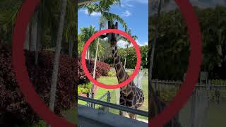 New friend #safari #zoo #giraffe #like #subscribe #share #shorts