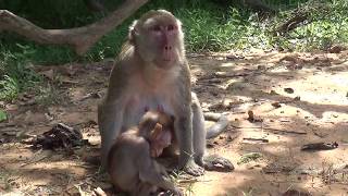 Lucky Baby Monkey That her mother and father love her a lot.