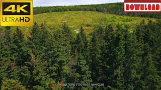 🎁4K Tops of a pine tree forest and fields | DAILY NATURE FOOTAGE