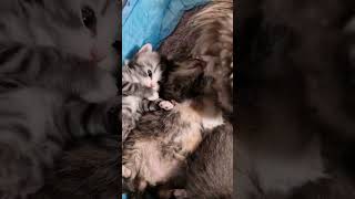 Good Morning 🐱 mummy cat cleaning her kittens 🐱 #cat #kitten #cute