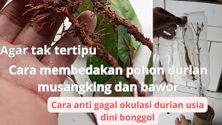 cara membedakan pohon durian bawor dan musangking!! cara okulasi durian usia dini bonggol