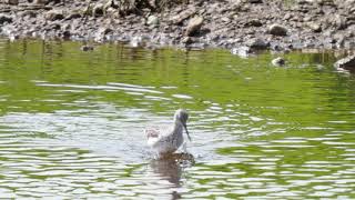 Ein Grünschenkel an der Mulde in Nordsachsen.