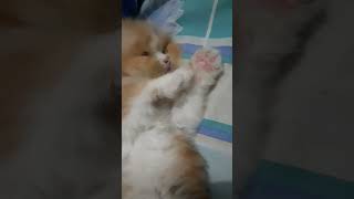 sleeping kitten 🥰🥰🥰😍 #kitten #kittens #persiancat #longhair #bigbone #sleepycat