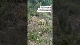 4 Nali land for sale Satbunga mukteshwar Road nainital uttrakhand 🏡 8218146955