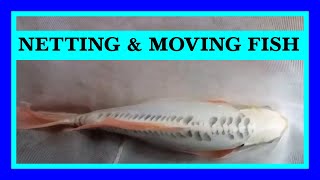 Episode 9 - How To Safely Catch & Move Koi and Other Fish!