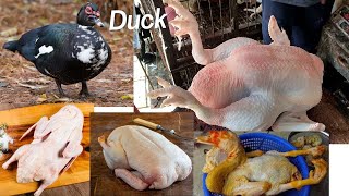 Duck Cutting Style With Amazing Efficiency | Duck Cutting Video | Poultry Cutting Skills |All In One