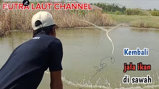 kembali coba jala ikan di sawah