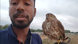 Is Falconry bad ? Importance of Falconry in nature