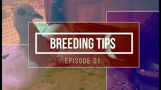 Breeding Setup Update And Some Tips about Breeding..Episode 1