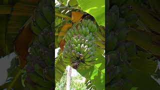 Bananas are succulents and they are healthy #viralvideo #subscribe #fieldsandmountains