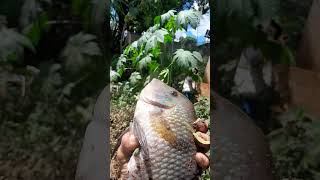 pensei que erra tilapia na pescaria #Uberlândia